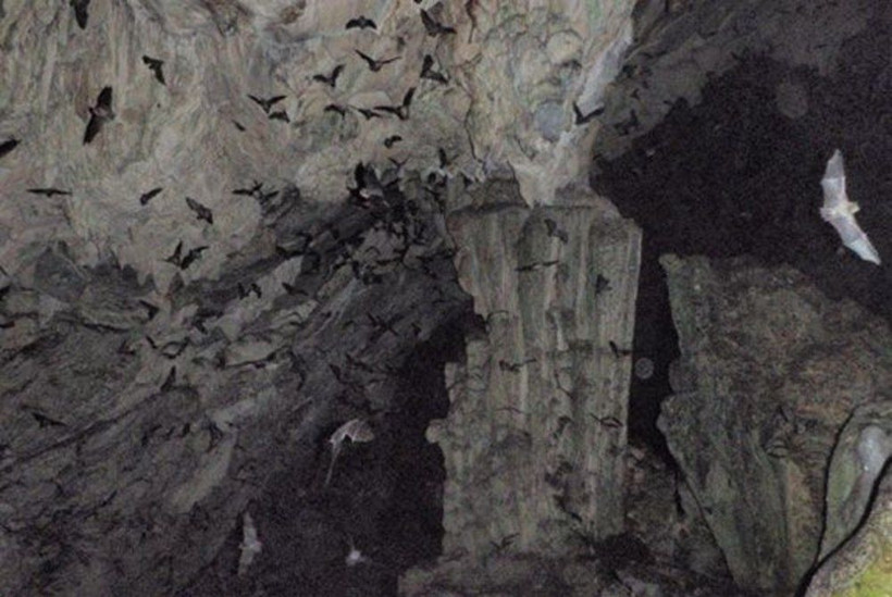 Koronavirüs yedi yıl önce Çin’deki bir madende mi ortaya çıktı? - Resim: 4