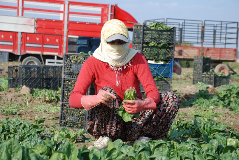 Zehirli ıspanak panik yarattı! Müşteri almıyor pazarcı satamıyor! Üreticiyi vurdu - Resim: 4