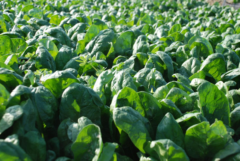 Zehirli ıspanak panik yarattı! Müşteri almıyor pazarcı satamıyor! Üreticiyi vurdu - Resim: 3