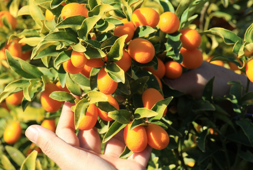 Kilosu 25 TL'ye satılıyor! İtalya'dan sipariş yağdı: Mersin'de iki türü geliştirildi kabuklu tüketiliyor - Resim: 2