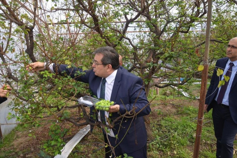 Kilosu 150 dolardan ihracata gönderilecek - Resim: 2