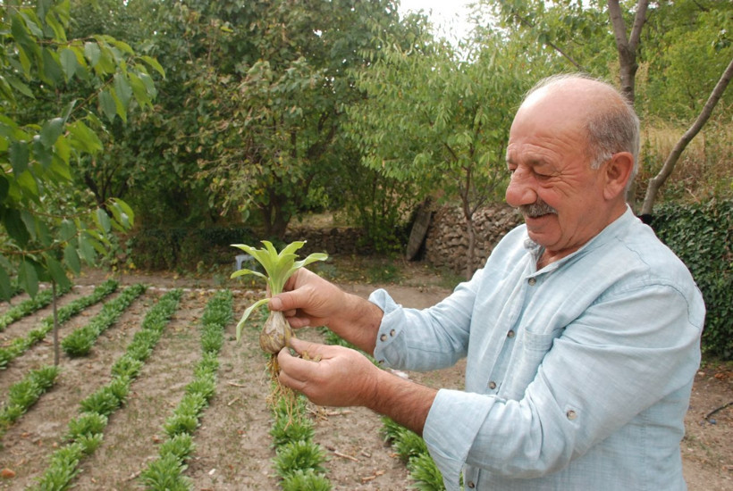 Tokat'ta yetişiyor nesli tükenmek üzere! Çiçeği ayrı soğanı ayrı para ediyor - Resim: 2