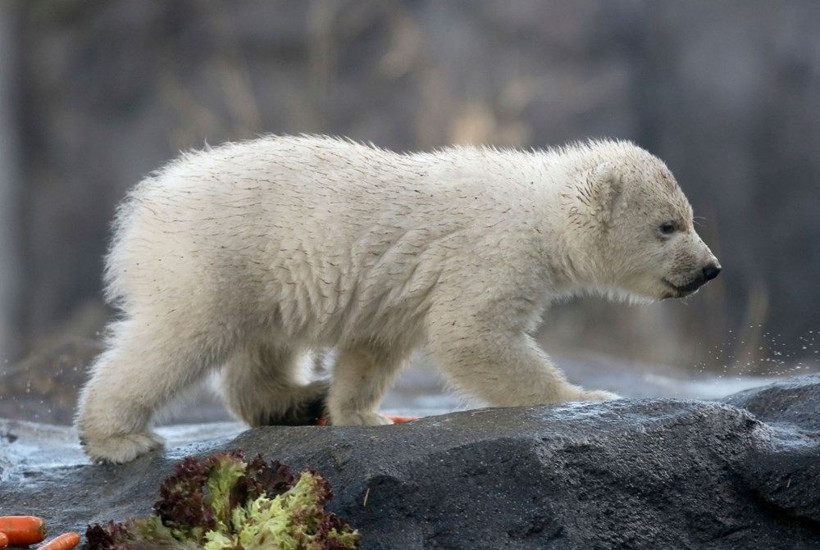 Avusturya'da yavru kutup ayısı ilk defa görüntülendi - Resim: 4