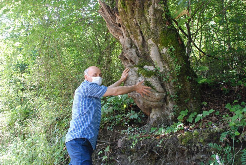 Bartın'da ağacın gövdesinde oluşan el figürü görenleri şaşırtıyor - Resim: 4