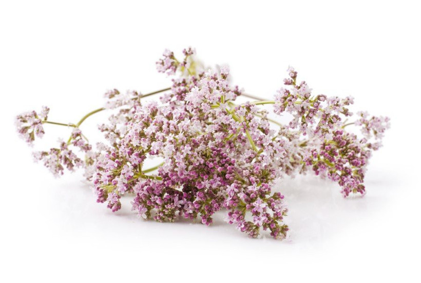 Bakanlık açıkladı: Bu bitkilere dikkat! - Resim: 1