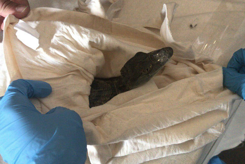 Araçtan çıkanlar ağızları açık bıraktı Türkiye'ye giriş yaparken yakalandı - Resim: 2