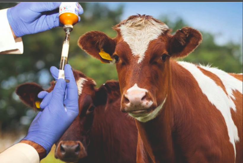 Korkulan oldu Türkiye'de ilk şap hastalığı görüldü! İnsana çok hızlı bulaşıyor bu belirtilere dikkat - Resim: 2