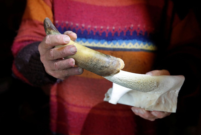 İnekler boynuzlu mu boynuzsuz mu olacak anketi bitti - Resim: 4