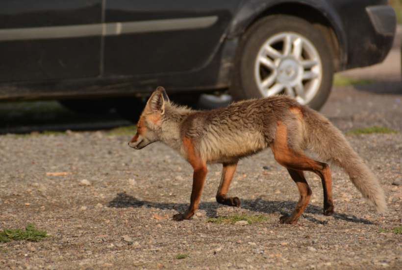 Kars'ta vatandaşların arasına kadar indiler! Görenler korku dolu anlar yaşadı - Resim: 1