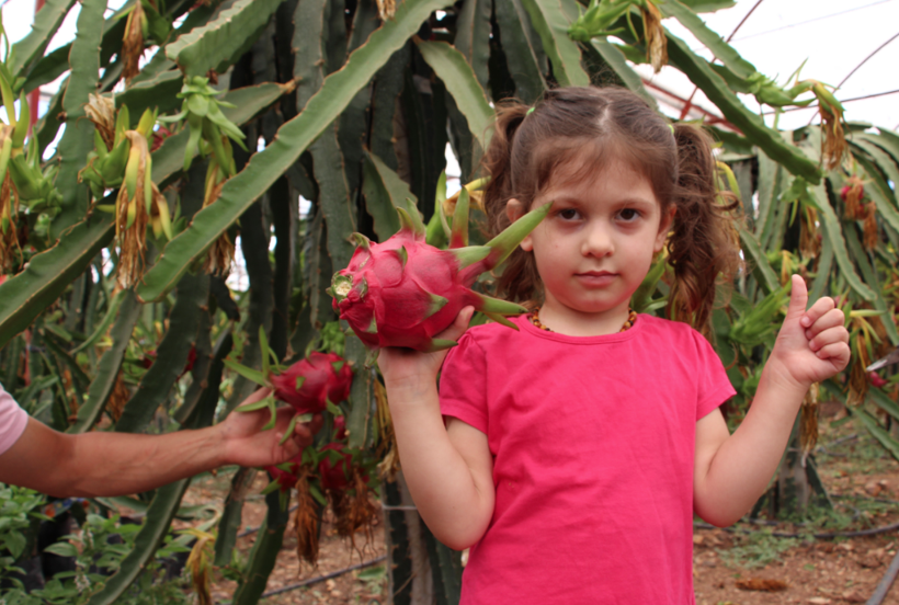 Antalya'da denemek için tarlasına ekti! Tanesini 15 liradan satıyor - Resim: 1