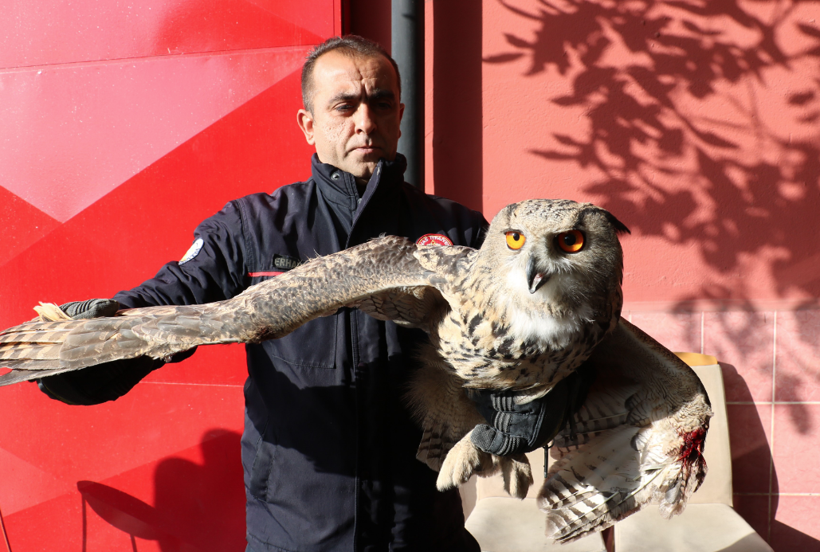 Sivas'ta devasa baykuş eve gizlice girdi çıkarılınca ilgi odağı oldu - Resim: 1