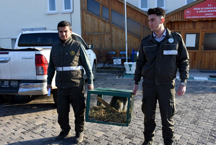 Maymun Aksaray'daki evinden kaçtı bakın nerede nasıl yakalandı - Resim: 2