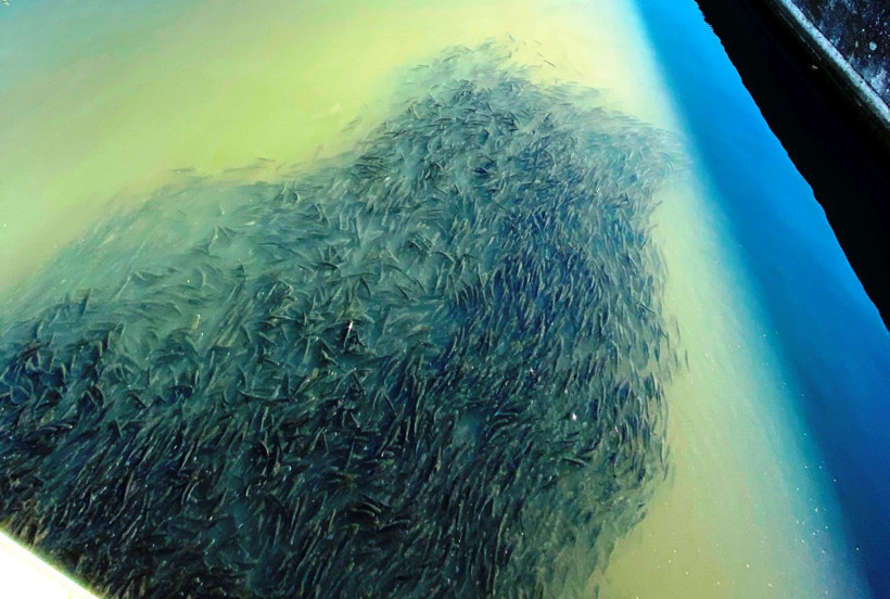 Çanakkale'de şaşkına çeviren görüntü! Binlercesi bir arada - Resim: 2