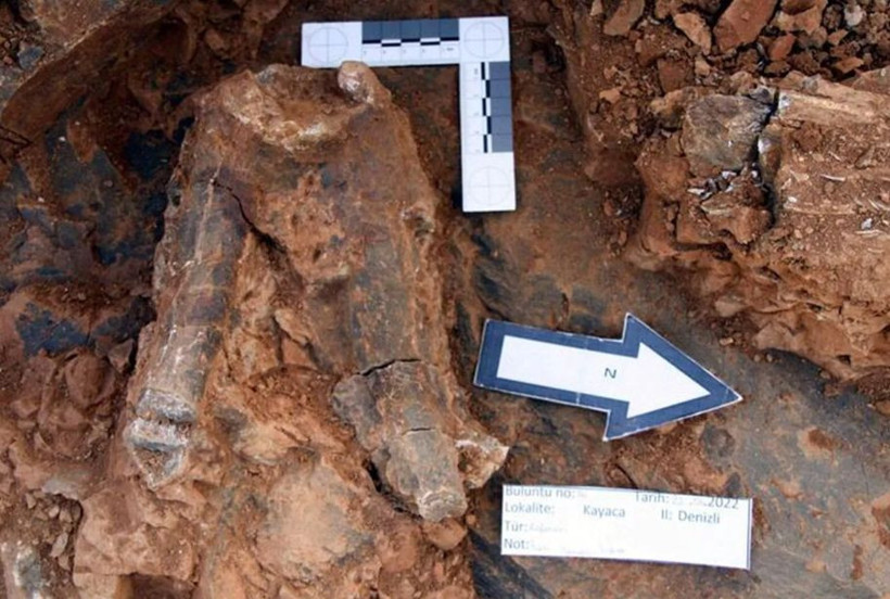 Denizli'de hayrete düşüren keşif! 8 milyon yaşındaki 4 dev! - Resim: 4