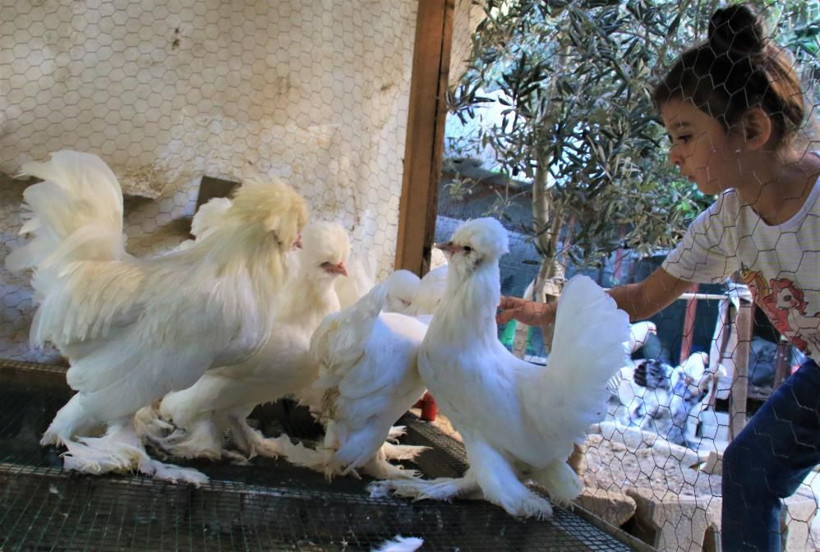 Hobi olarak başladı şimdi paraya para demiyor! Bu tavuklar resmen altın yumurtluyor! - Resim: 3