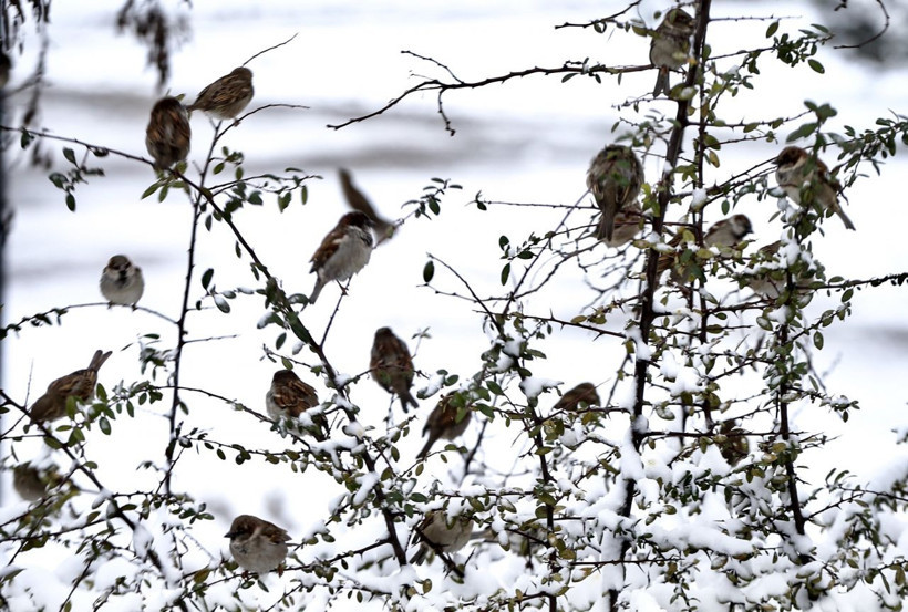 27 Şubat hava durumu tahmini yine kar geliyor Meteoroloji'den 10 ile uyarı - Resim: 2