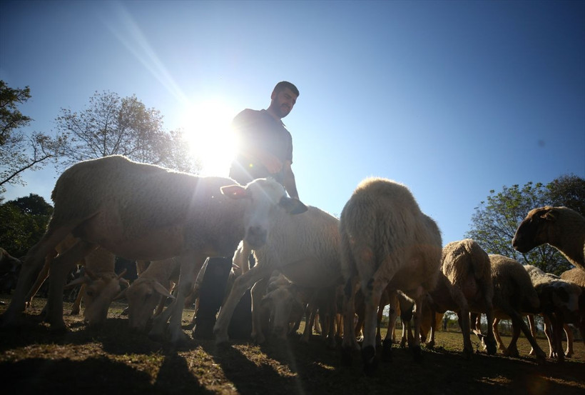 Köyde sayılarla oynayan çobanın inanılmaz yöntemleri! Sıradışı yöntemlerle kar üstüne kar ediyor - Resim: 3