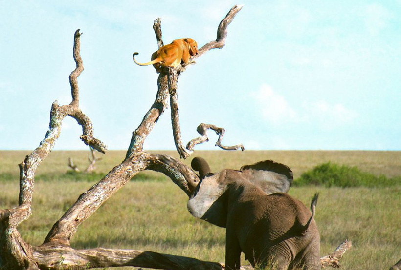 Aslan korkudan ağaca çıktı! - Resim: 1