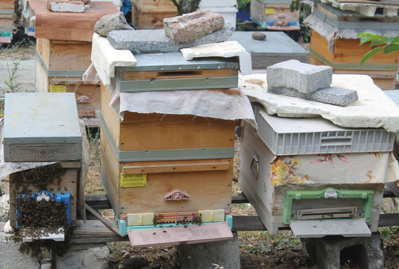 Balıkesir'de aşırı sıcak havalar arıları da olumsuz etkiledi - Resim: 2