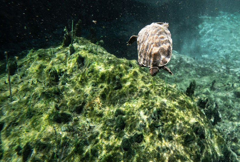 Yerin altındaki Pamukkale: İşte Kaklık Mağarası - Resim: 3