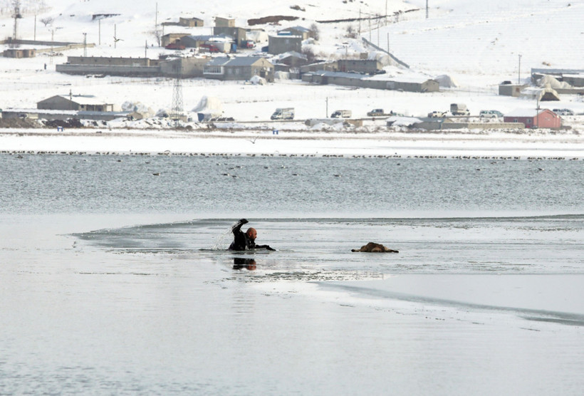 Göldeki köpek yavrusunu buzları kırarak kurtardı - Resim: 1