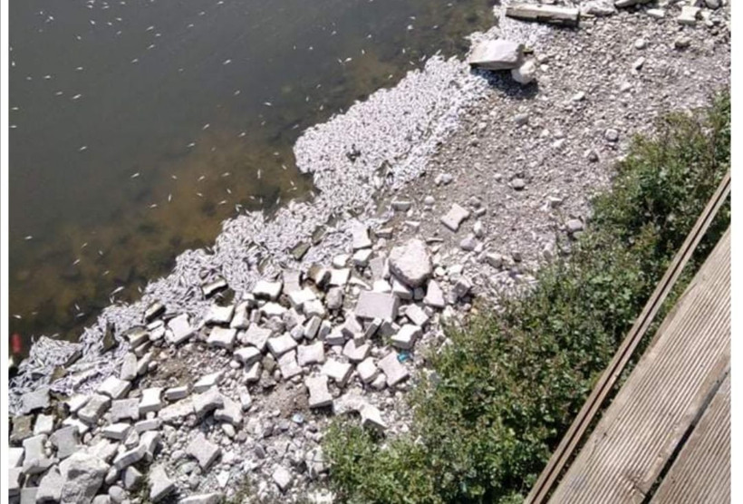 Ankara'da tedirgin eden görüntüler: Binlerce balık kıyıya vurdu - Resim: 1