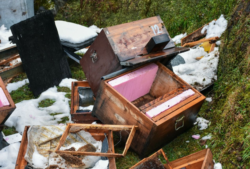 Rize'de kış uykusundan erken uyanan ayılar aç kalınca köye inip talan etti - Resim: 4