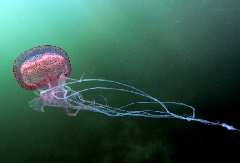 İzmit Körfezi'nde farklı türlerde deniz canlıları görüntülendi! - Resim: 3