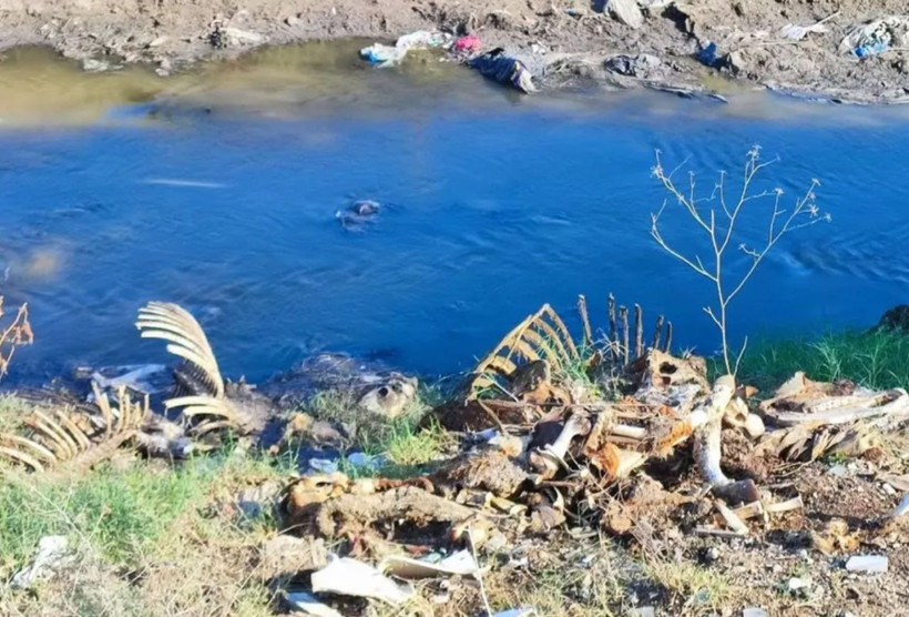 Adana'daki bu görüntüler yuh çektirdi! Vatandaş isyanda "Biz bunları mı yedik" - Resim: 3