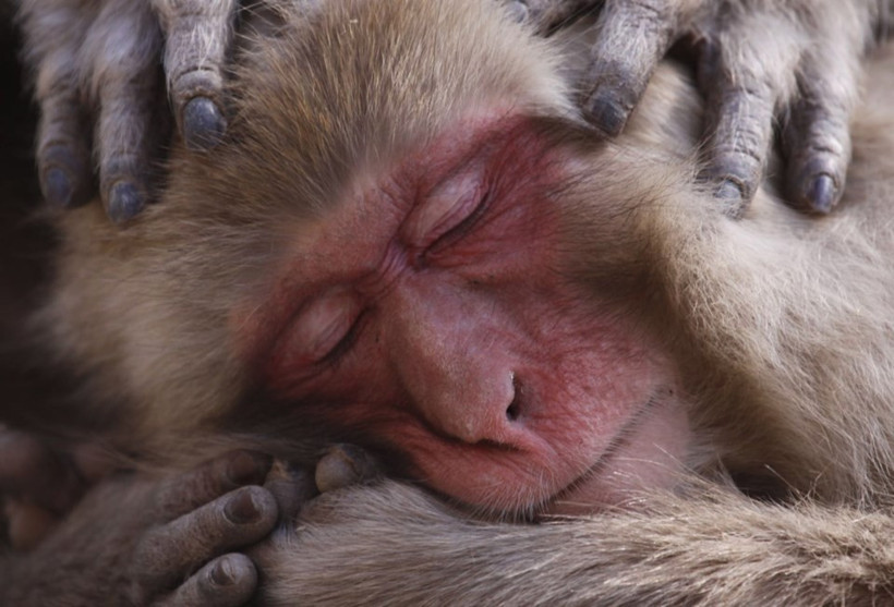 İşte 2017'nin en iyi vahşi yaşam fotoğrafları  - Resim: 2