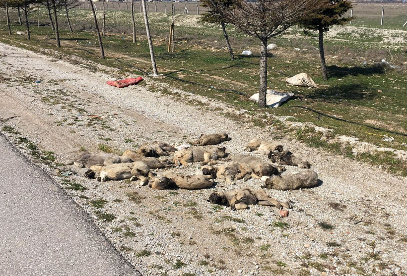 Yol kenarında buldu hemen yetkililere haber verdi: Bu tam bir vahşet - Resim: 3