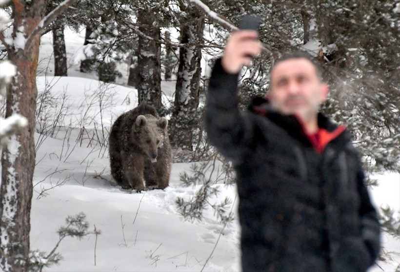 Kars'ta boz ayılar kış uykusundan uyandı! Yiyecek arayışına çıkan ayılarla selfie çekti - Resim: 3