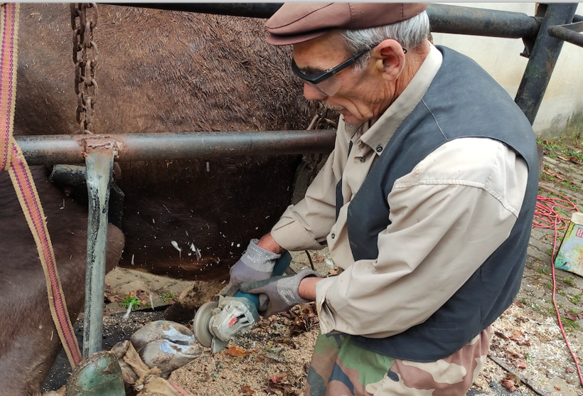 Bu işi yapan tek kişi! İneklere öyle bir şey yapıyor ki süt fışkırıyor - Resim: 4