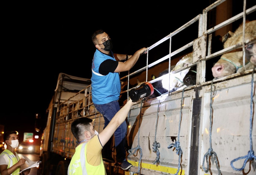 Kurbanlıklara yüzde 30 zam! İstanbul'a kurbanlık girişi başladı 17-18 bin liradan başlıyor - Resim: 4