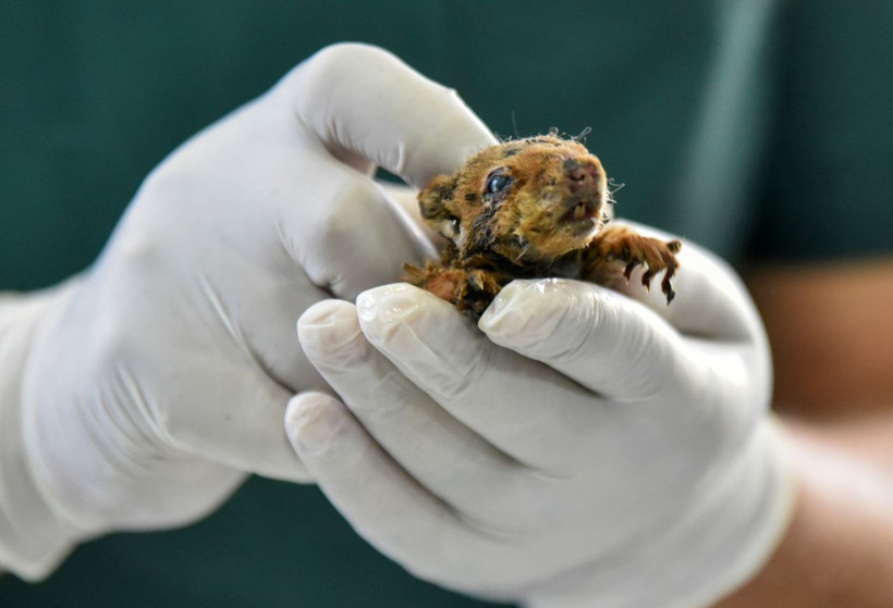 Antalya'da yanan yavru sincabın yaşam mücadelesi! Üzücü haberler var - Resim: 1