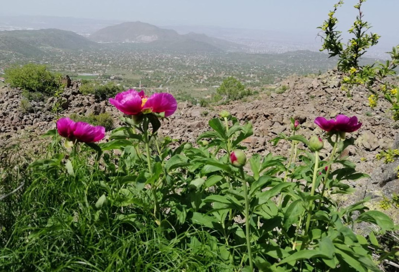 Bu çiçeği koparan yandı! Cezası 109 bin TL! - Resim: 3