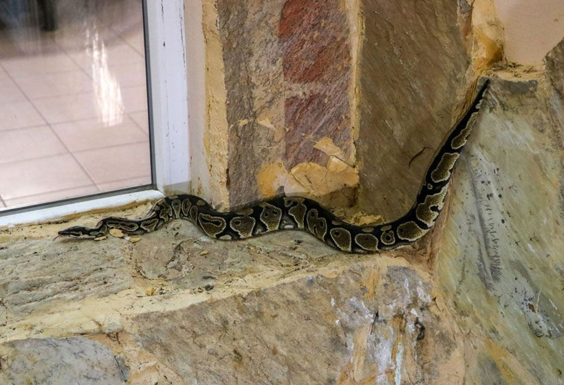 Antalya'da tefeciler senedi imzalamayanların üzerine piton bırakmışlar - Resim: 3
