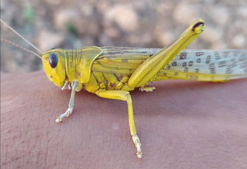 Önüne ne gelirse yiyor Türkiye'ye giriş yaptı! Toprağın 12 santim altına gizliyor - Resim: 4