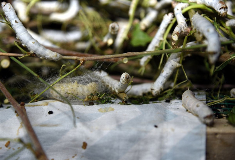 Masrafı yok kilosu 75 lira! Kırıkkale'de bu işi yapıyor tam emekli ve hanımlarına göre - Resim: 4