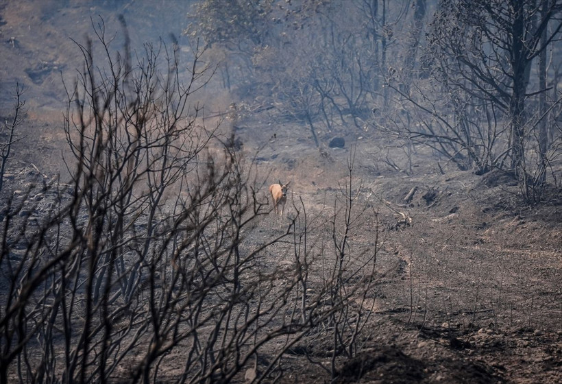 Çanakkale'de yangında zarar gören alanlar dronla görüntülendi - Resim: 4