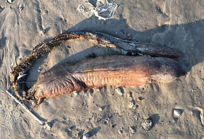 Kasırgayla karaya vuran esrarengiz yaratık! Bakın bu ne? - Resim: 3