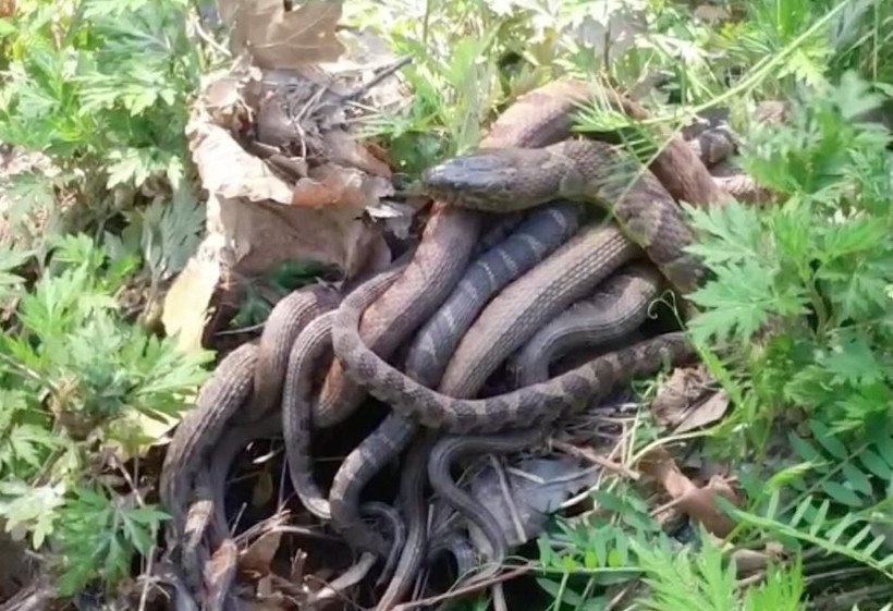 Hakkari'de çekildi! Yılanların çiftleşme ritüelinden şaşırtan görüntüler - Resim: 4