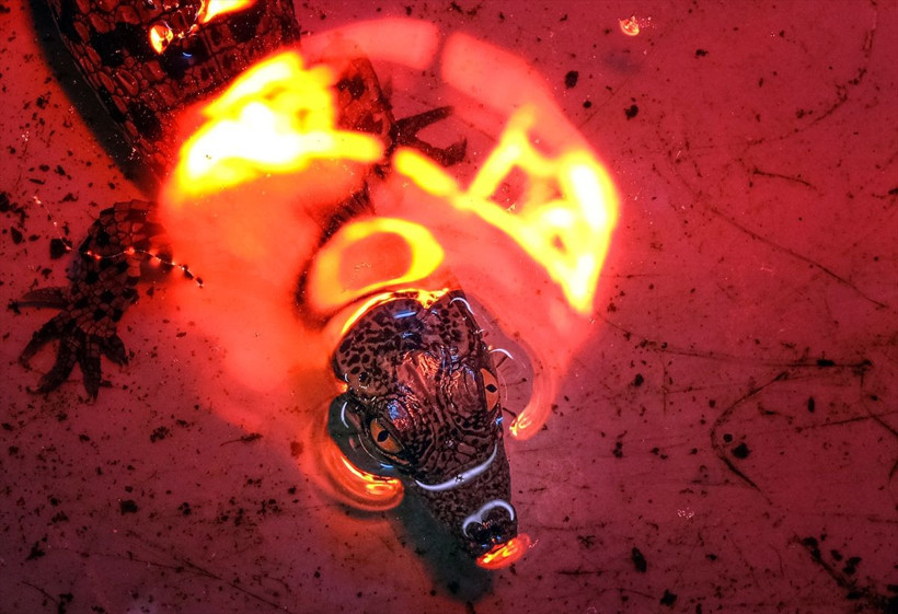 Tuzla Viaport Marina'da 9 Nil timsahı dünyaya merhaba dedi - Resim: 2