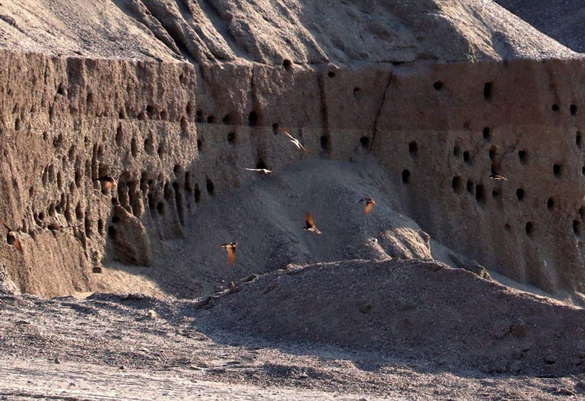 Kırlangıç yuvalarına kıyamadılar zarar etmeyi göze aldılar - Resim: 1