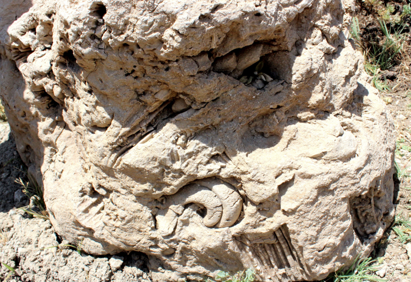 Tam 155 milyon yıllık çıktı Adıyaman'da dağda gözlerine inanamadılar - Resim: 2