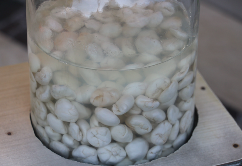 Bu sakız bir ay çiğnenebiliyor kilosu yarım altınla yarışıyor - Resim: 3