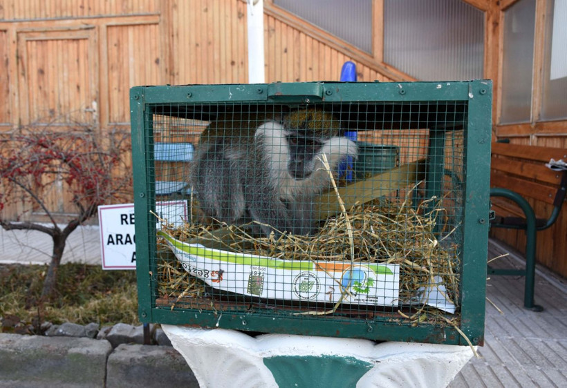 Maymun Aksaray'daki evinden kaçtı bakın nerede nasıl yakalandı - Resim: 3
