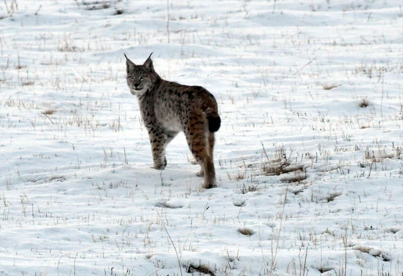 Kars'ta görenler hayret etti! Ormanın hayaleti dolaşırken görüntülendi - Resim: 1
