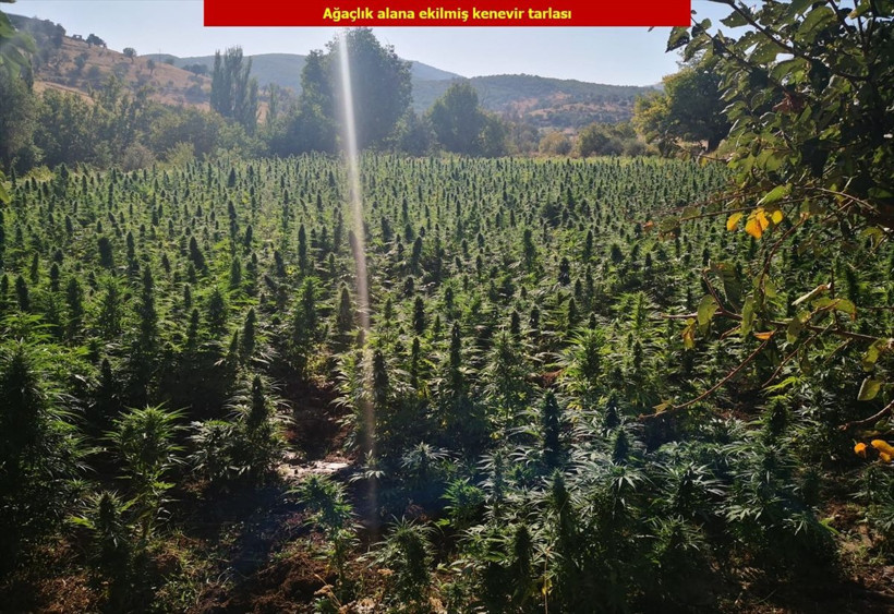 Diyarbakır'da terör örgütü PKK'ya büyük darbe! Tonlarca esrar ele geçirildi - Resim: 2