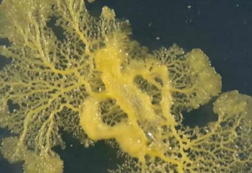 Beyni yok ama problem çözüyor! 720 cinsel organlı 'Blob' uzaya gidiyor - Resim: 4